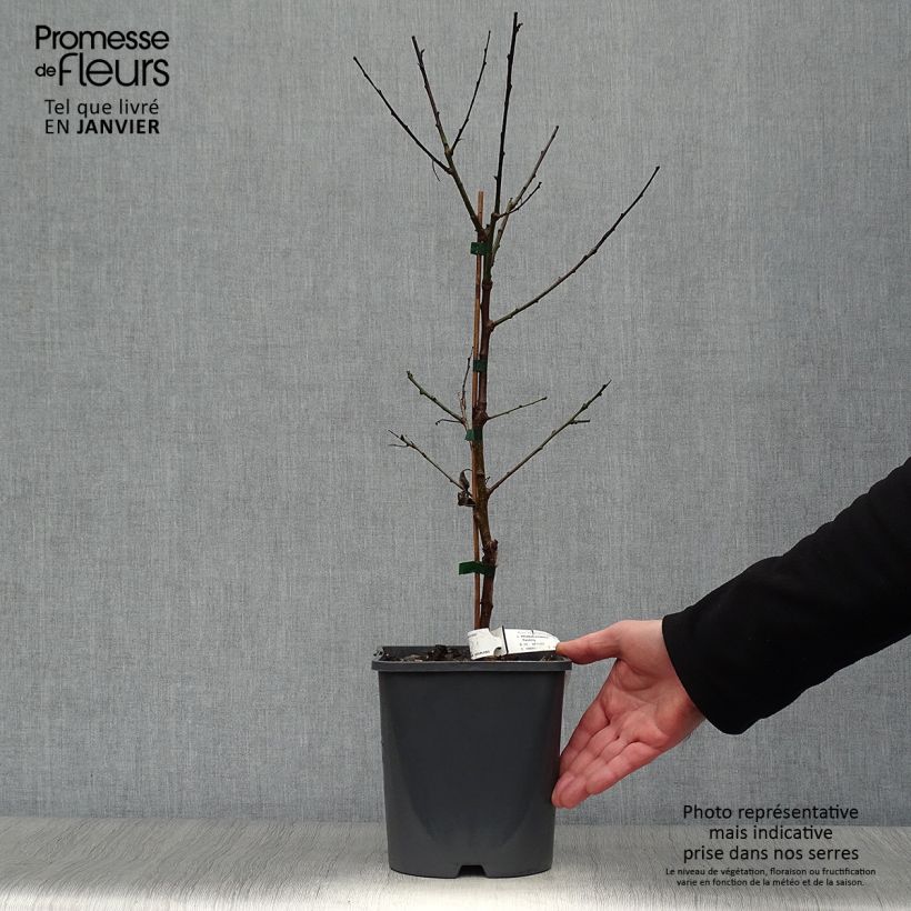 Abricotier nain Fruit Me Apricot Me Pending - en pot de 4L/5L esemplare consegnato in inverno