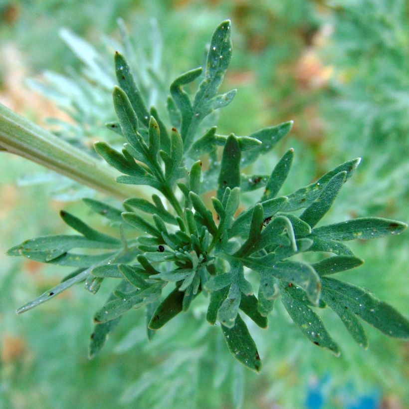 Artemisia absinthium - Assenzio maggiore (Fioritura)