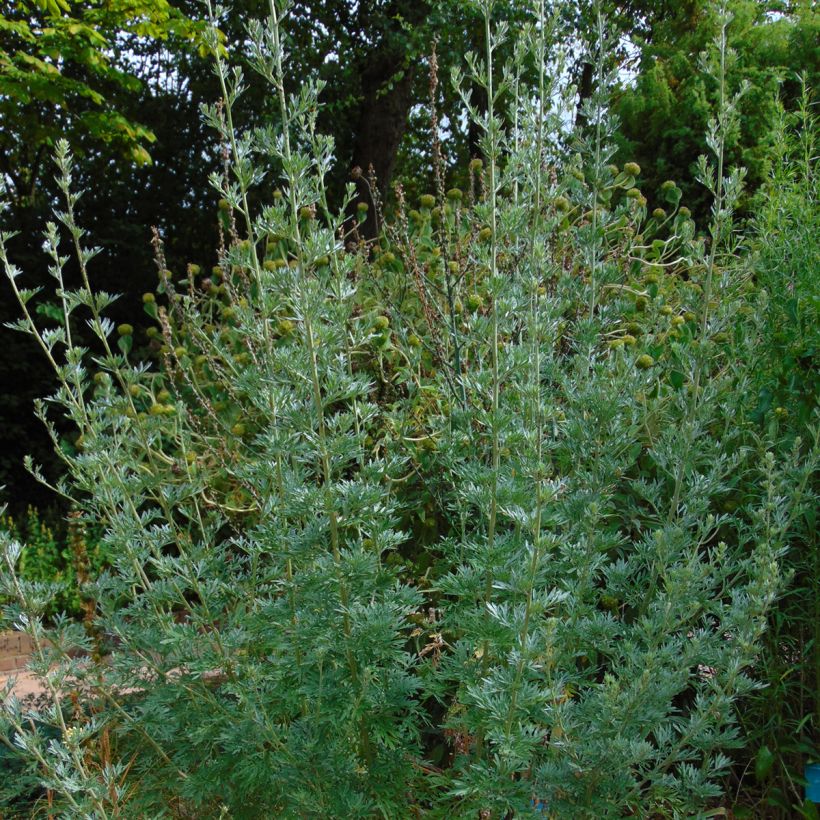 Artemisia absinthium - Assenzio maggiore (Porto)