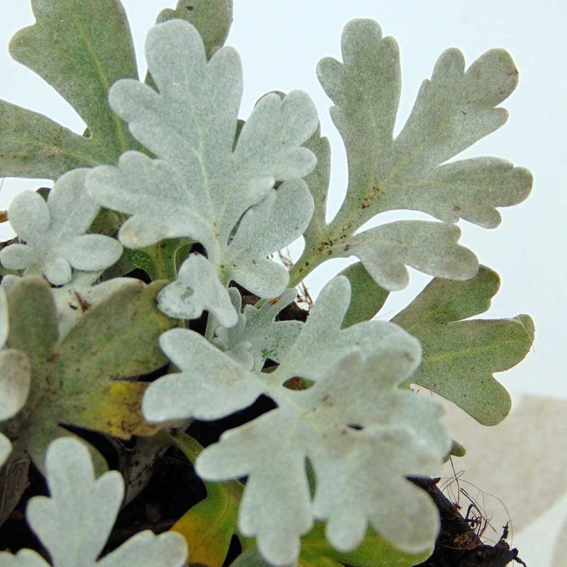 Artemisia stelleriana Boughton Silver (Fogliame)