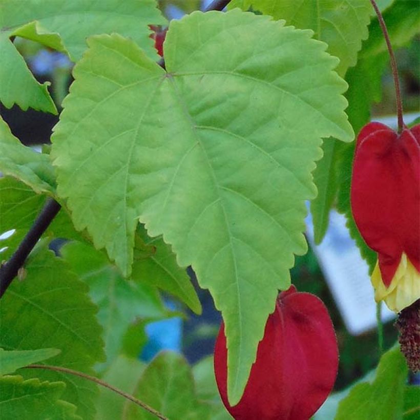 Abutilon megapotamicum (Fogliame)