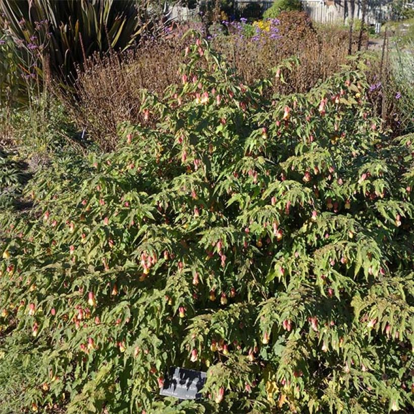 Abutilon megapotamicum (Porto)