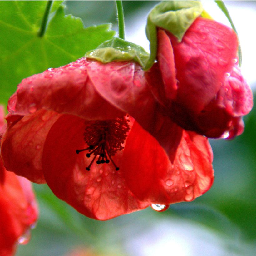 Abutilon Cannington Carol (Fioritura)