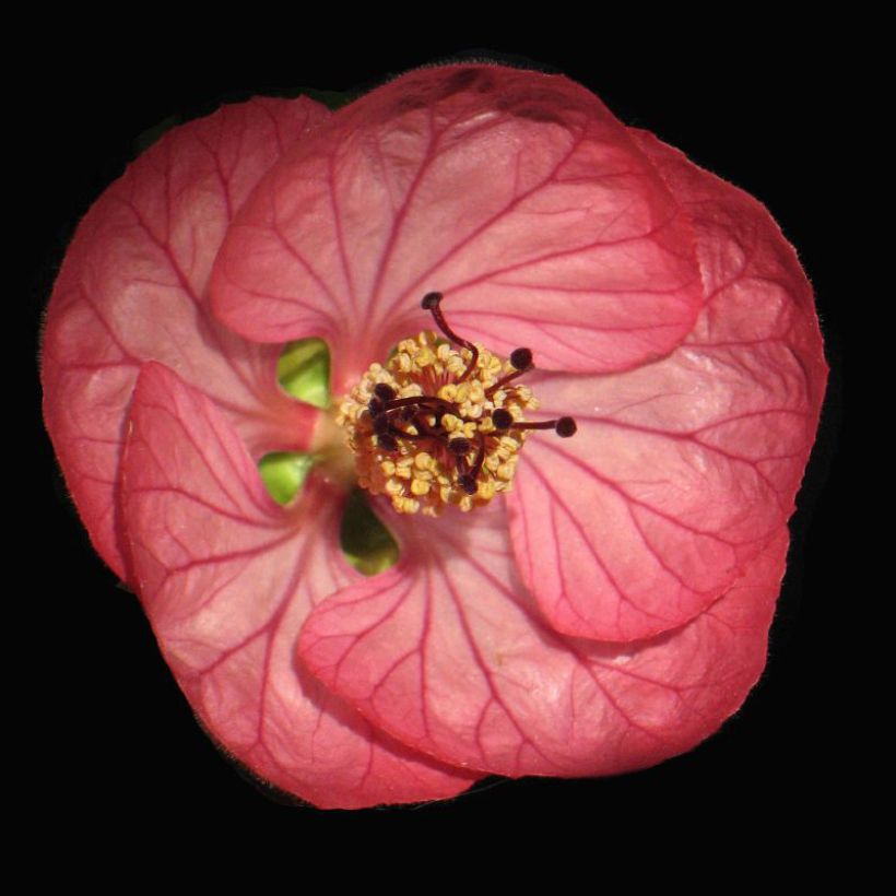 Abutilon Cerise Queen (Fioritura)