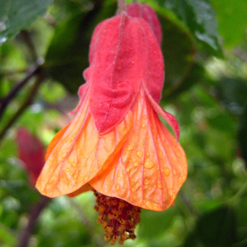 Abutilon Patrick Synge (Fioritura)