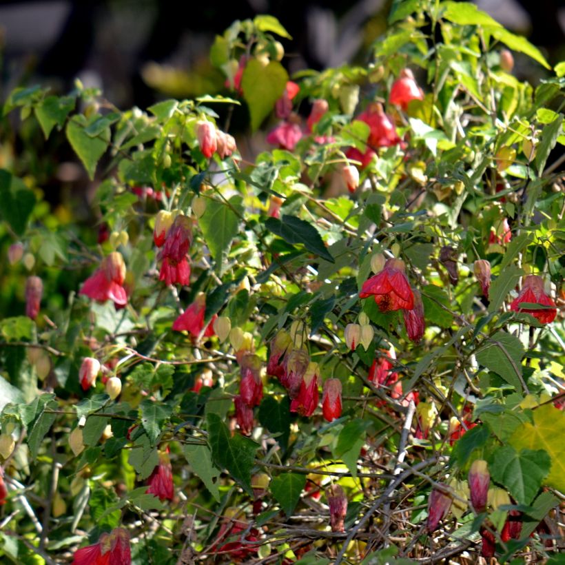 Abutilon Patrick Synge (Porto)