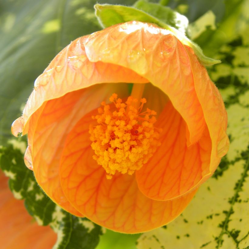 Abutilon Savitzii (Fioritura)