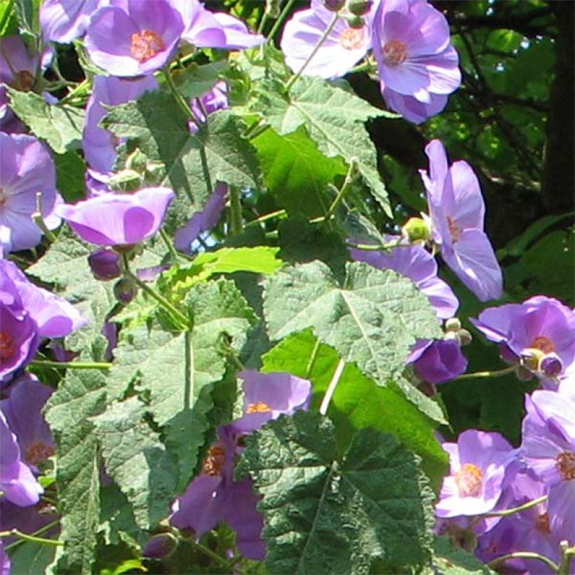 Abutilon Suntense (Fogliame)