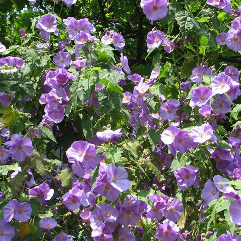 Abutilon Suntense (Fioritura)