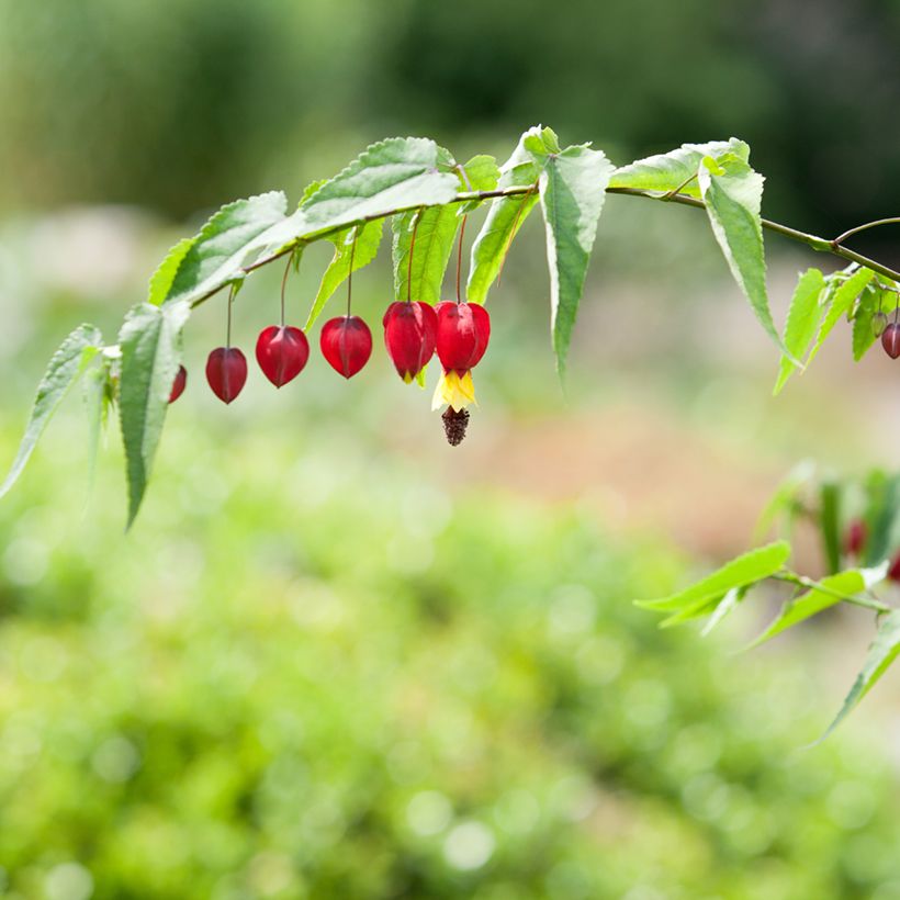 Abutilon megapotamicum (Fioritura)