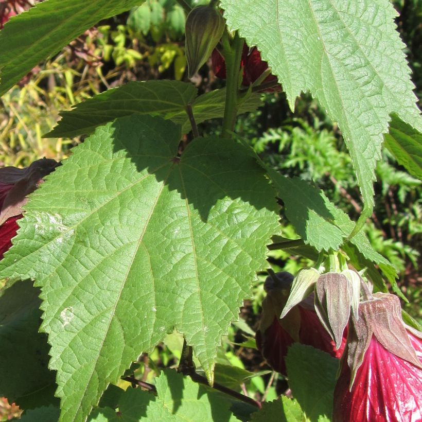 Abutilon Nabob (Fogliame)