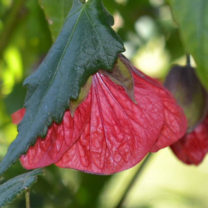 Abutilon Nabob (Fioritura)