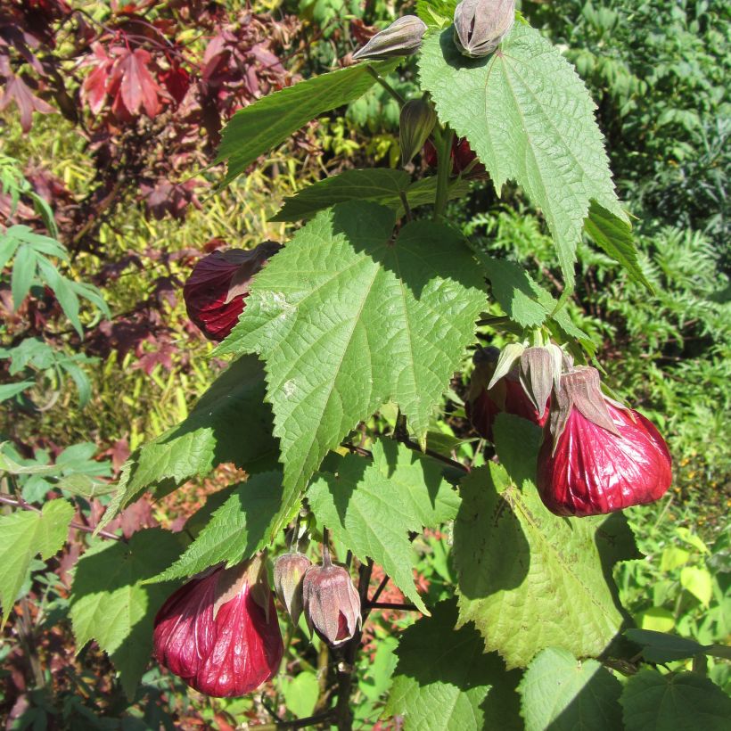 Abutilon Nabob (Porto)