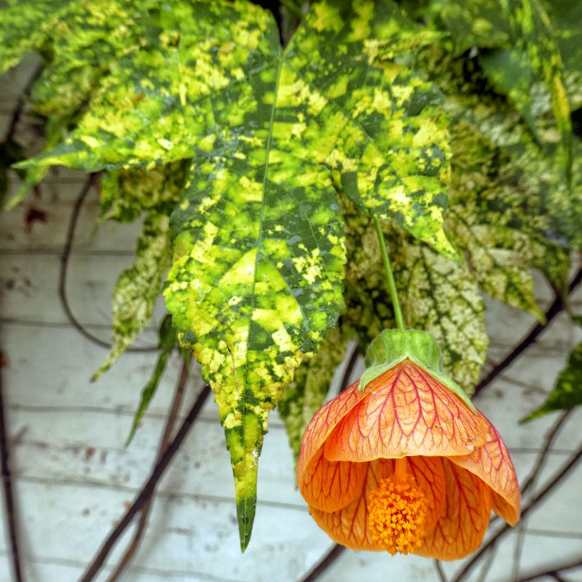 Abutilon pictum Thompsonii (Fogliame)