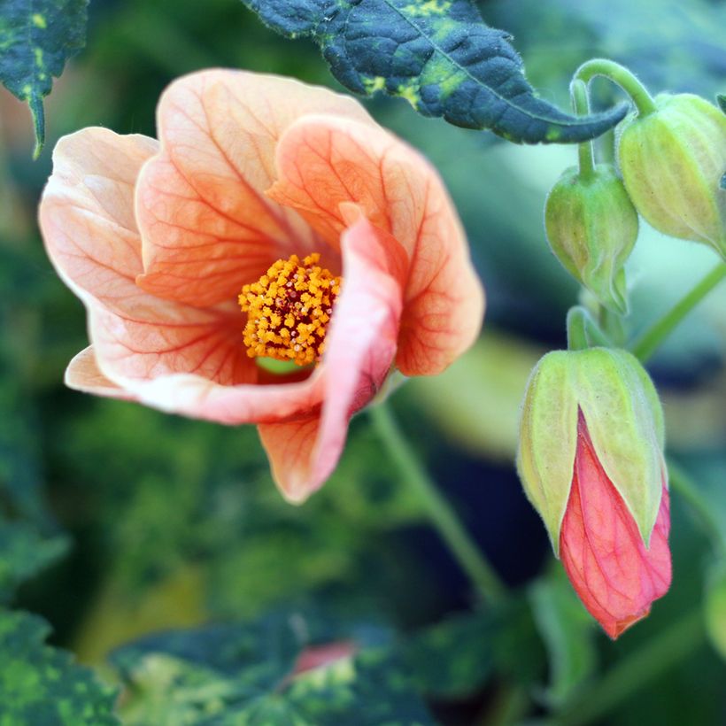 Abutilon pictum Thompsonii (Fioritura)