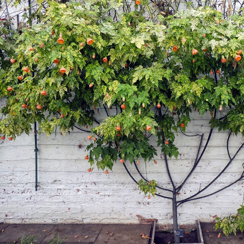 Abutilon pictum Thompsonii (Porto)