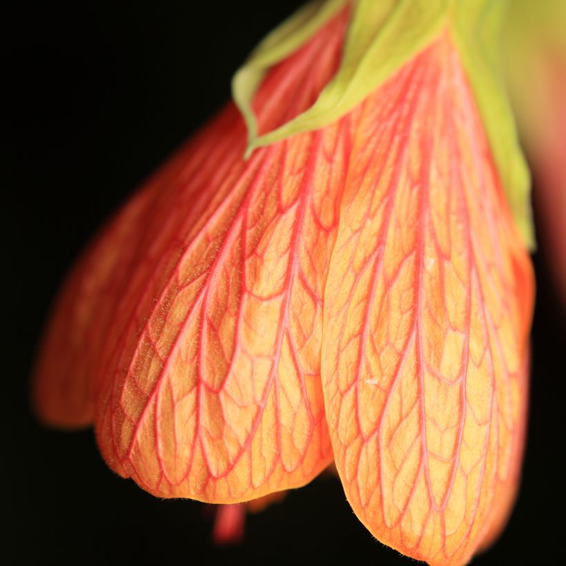 Abutilon Souvenir de Bonn (Fioritura)