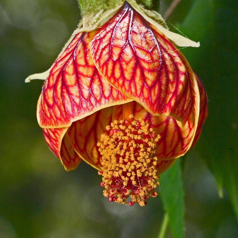 Abutilon striatum Redvein (Fioritura)