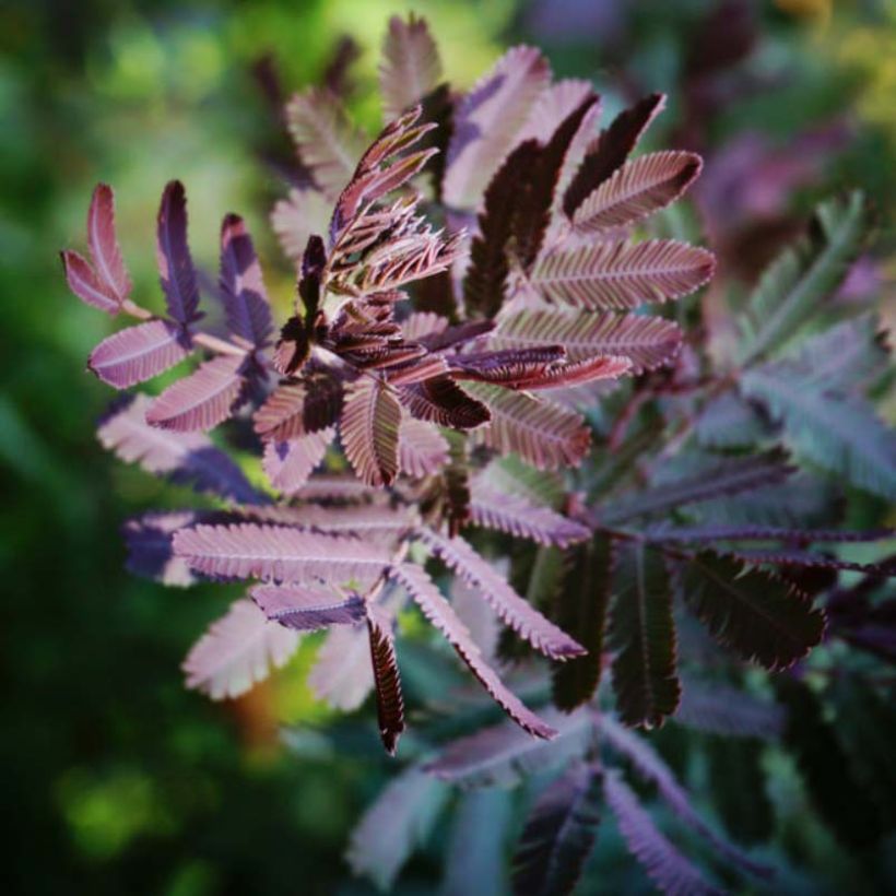 Acacia baileyana Purpurea - Mimosa di Bailey (Fogliame)