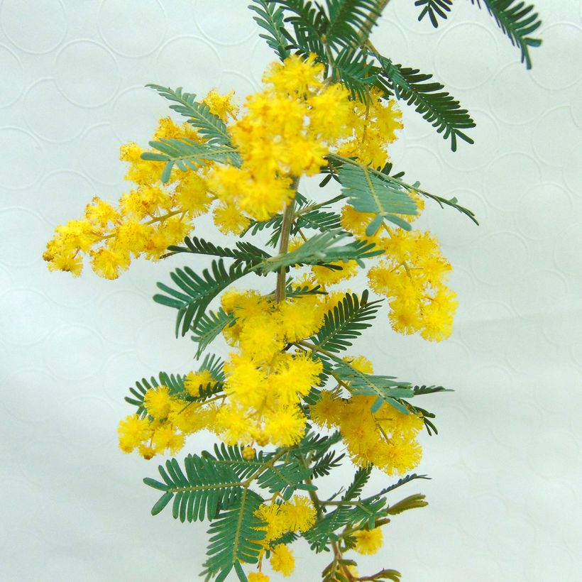 Acacia baileyana Purpurea - Mimosa di Bailey (Fioritura)