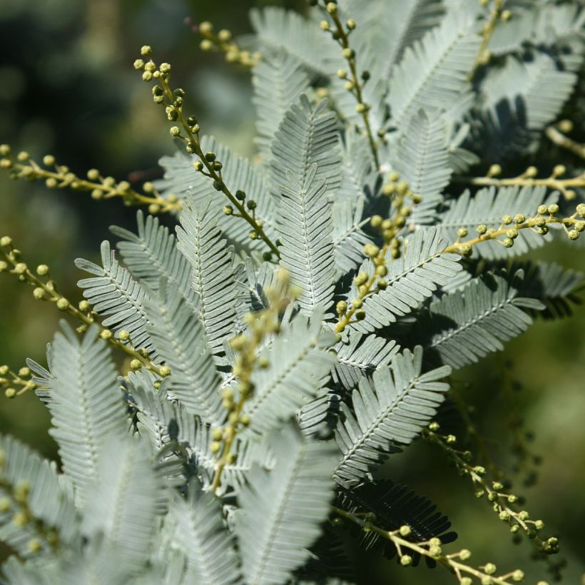 Acacia baileyana Songlines - Mimosa di Bailey (Fogliame)