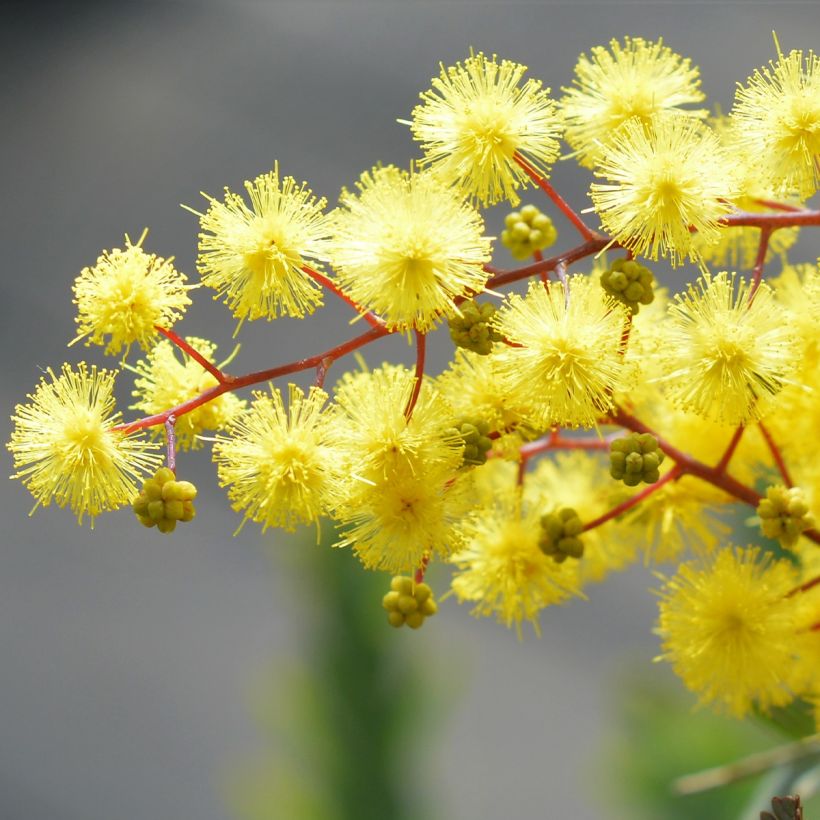 Acacia baileyana Songlines - Mimosa di Bailey (Fioritura)