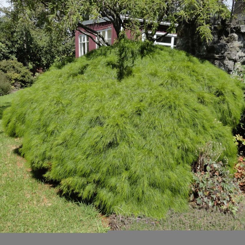 Acacia cognata Limelight - Mimosa (Porto)