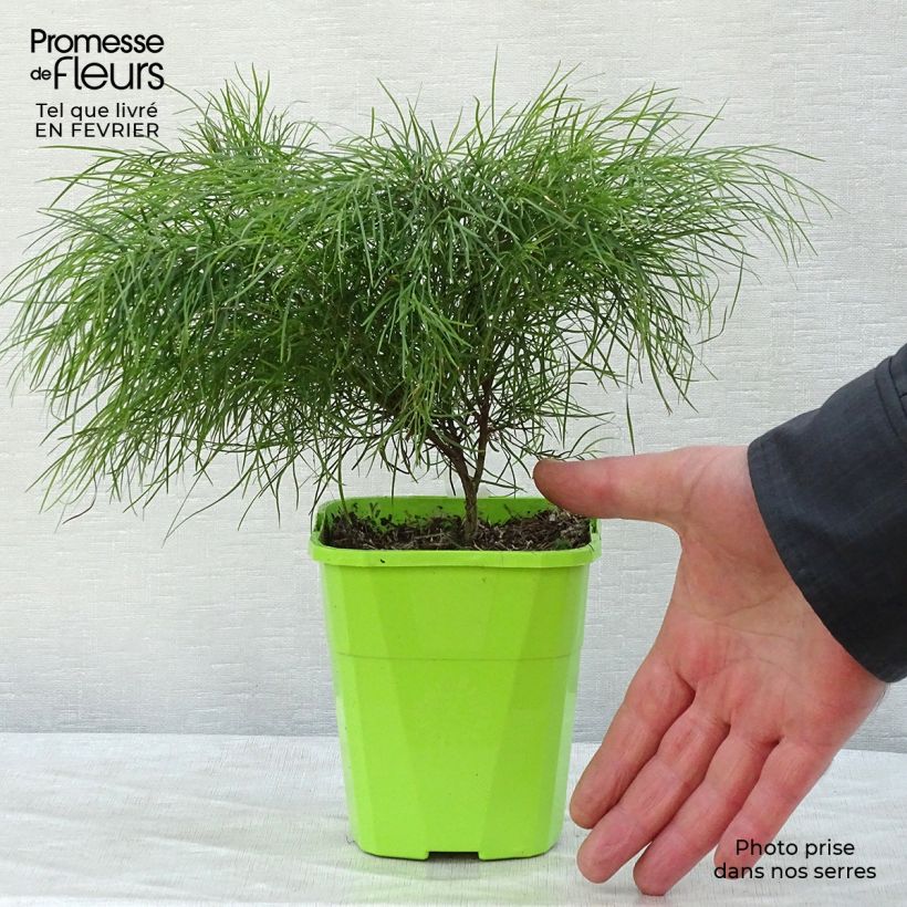 Acacia cognata Limelight - Mimosa nain en pot de 1L/1,5L esemplare consegnato in inverno