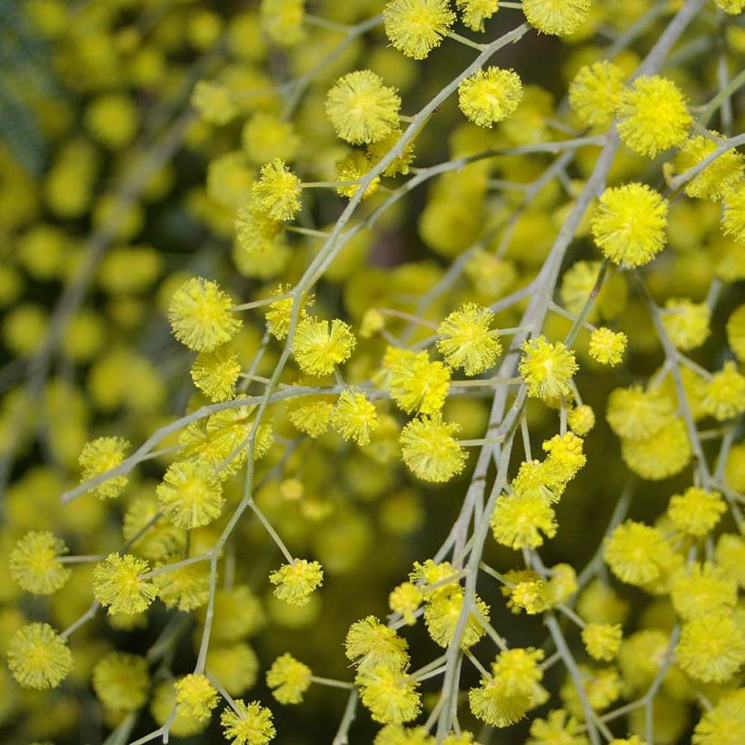 Acacia dealbata - Mimosa (Fioritura)