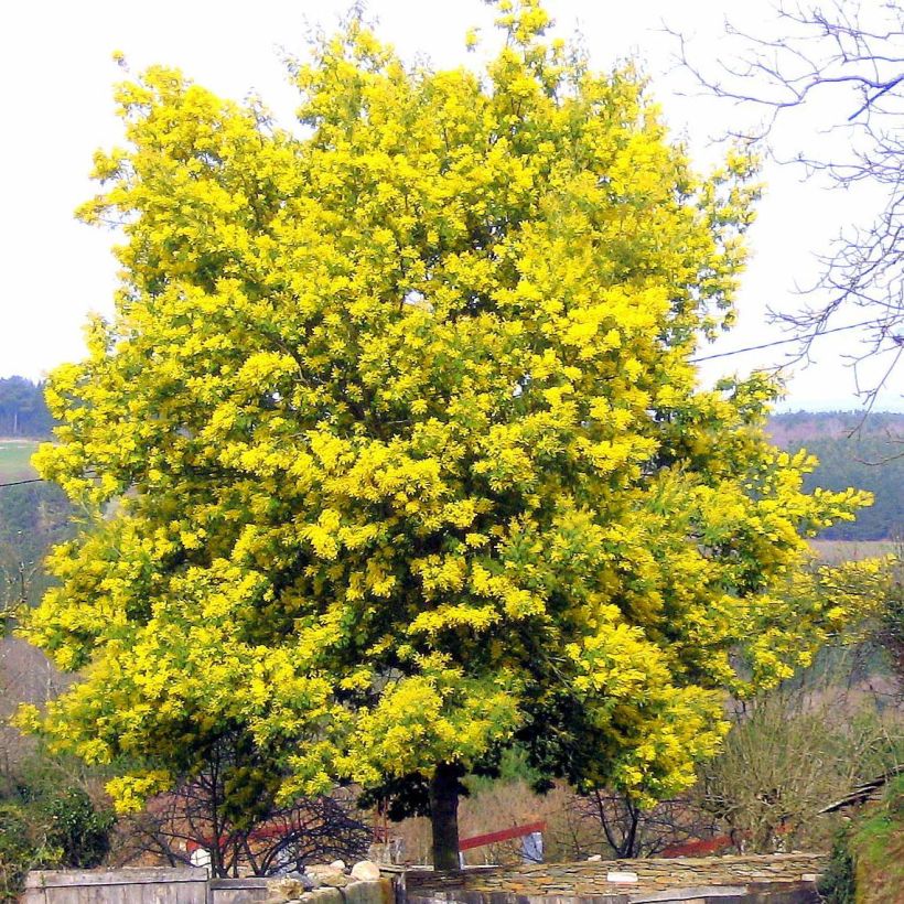 Acacia dealbata - Mimosa (Porto)