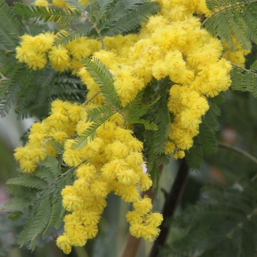 Acacia dealbata Gaulois Astier - Mimosa (Fioritura)