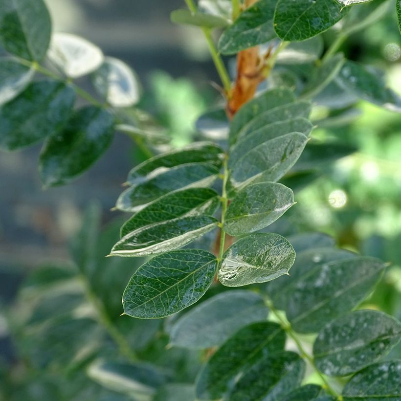 Caragana arborescens (Fogliame)