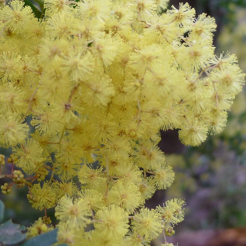 Acacia pravissima - Mimosa (Fioritura)