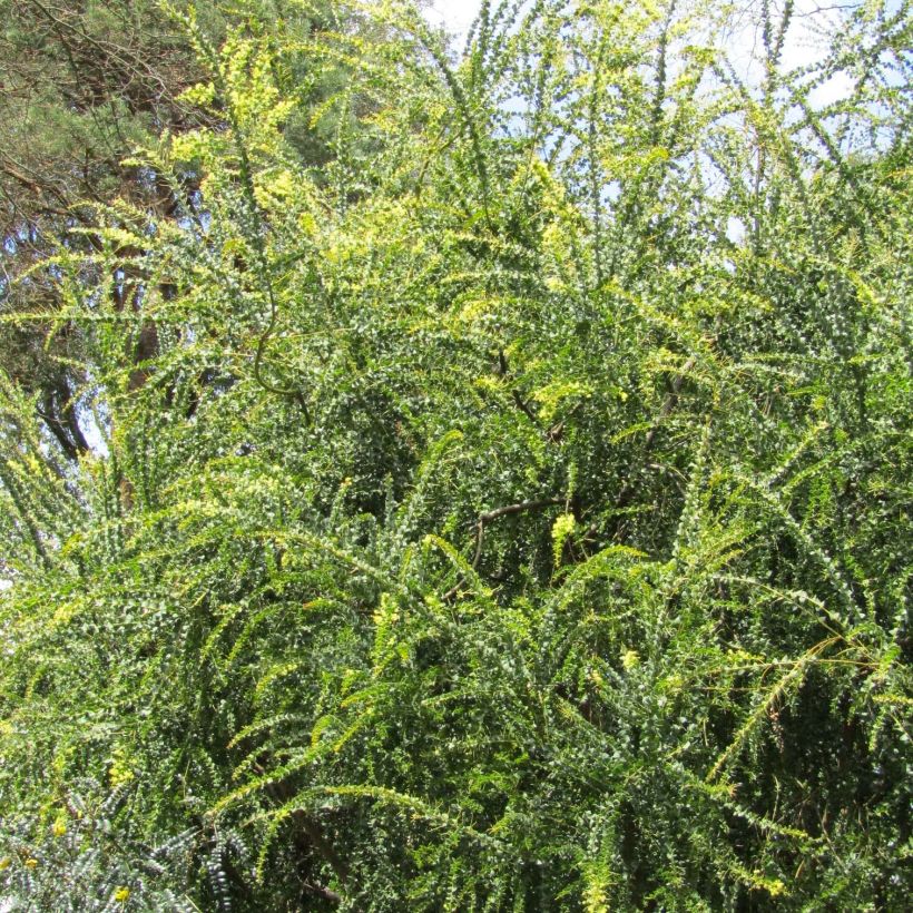 Acacia pravissima - Mimosa (Porto)