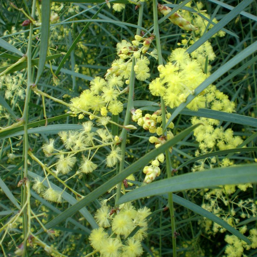 Acacia iteaphylla - Mimosa (Fioritura)