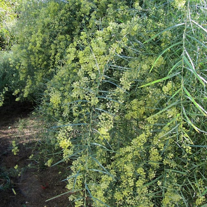 Acacia iteaphylla - Mimosa (Porto)