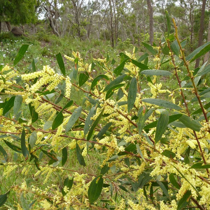 Acacia longifolia - Acacia longifoglia (Fogliame)