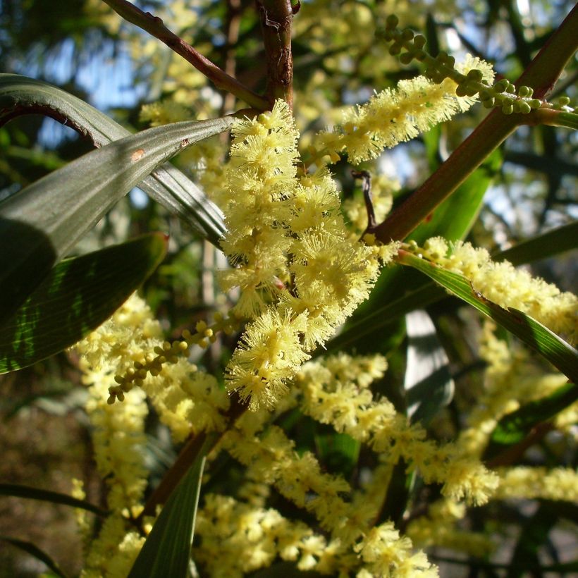 Acacia longifolia - Acacia longifoglia (Fioritura)