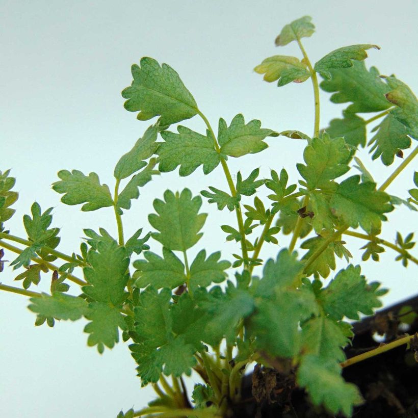 Acaena buchananii (Fogliame)