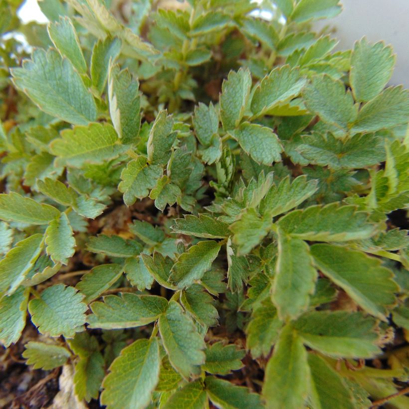 Acaena magellanica (Fogliame)