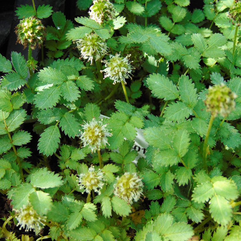 Acaena magellanica (Fioritura)