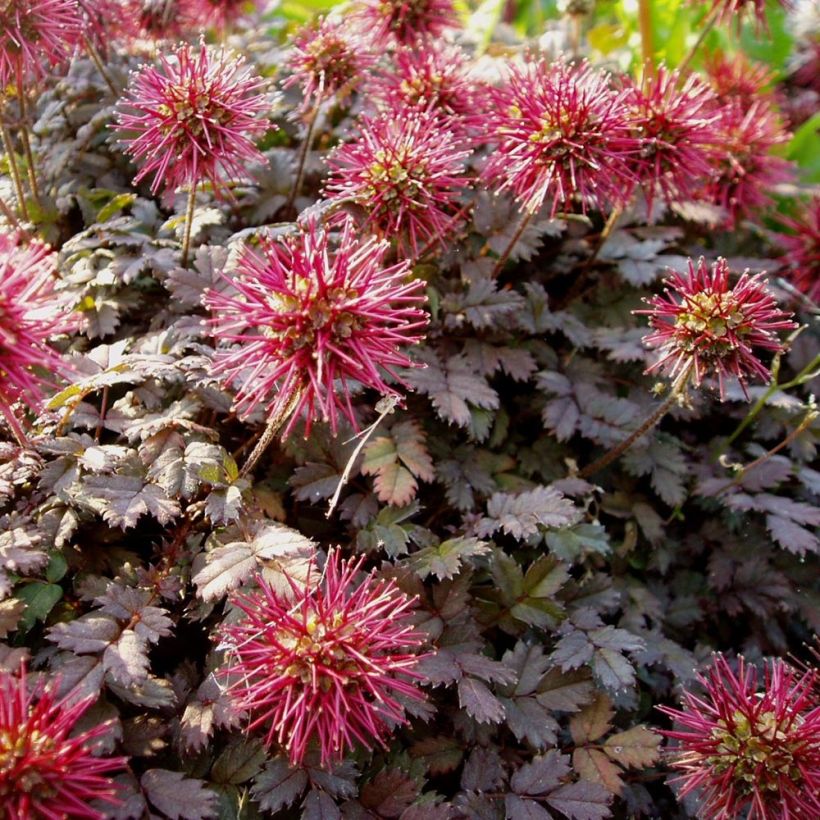 Acaena microphylla Kupferteppich (Fioritura)