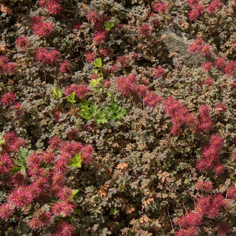 Acaena microphylla Kupferteppich (Porto)