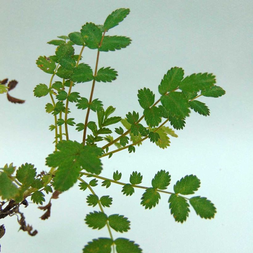 Acaena microphylla (Fogliame)