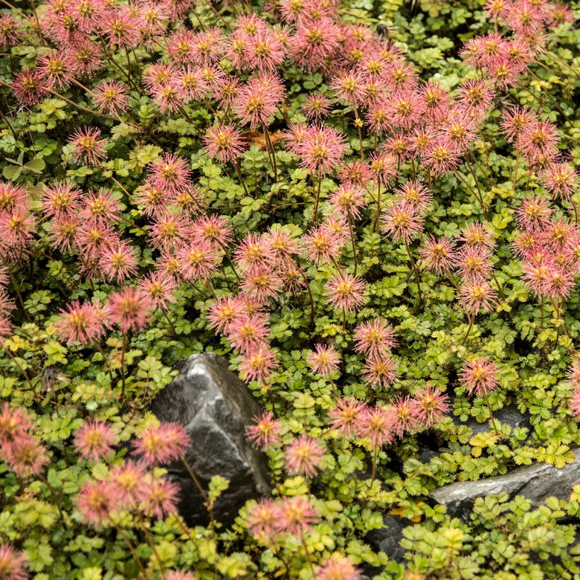 Acaena microphylla (Porto)