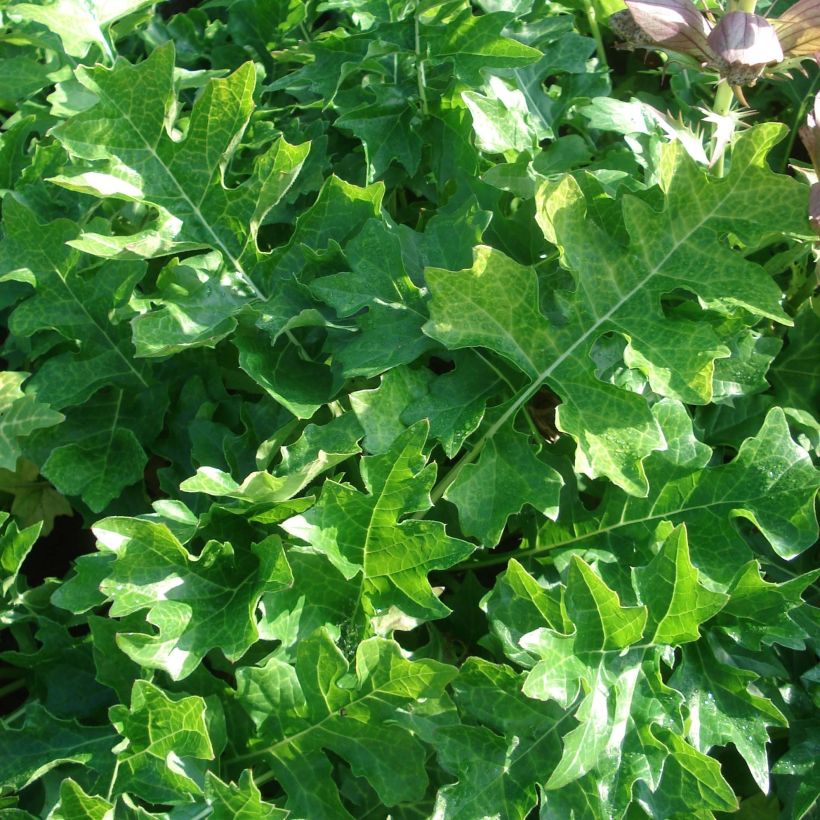 Acanthus hungaricus White Lips (Fogliame)