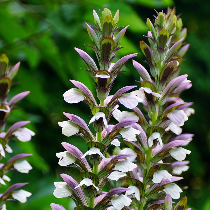 Acanthus Morning Candle (Fioritura)