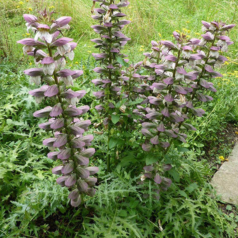 Acanthus spinosus - Acanto spinoso (Fioritura)