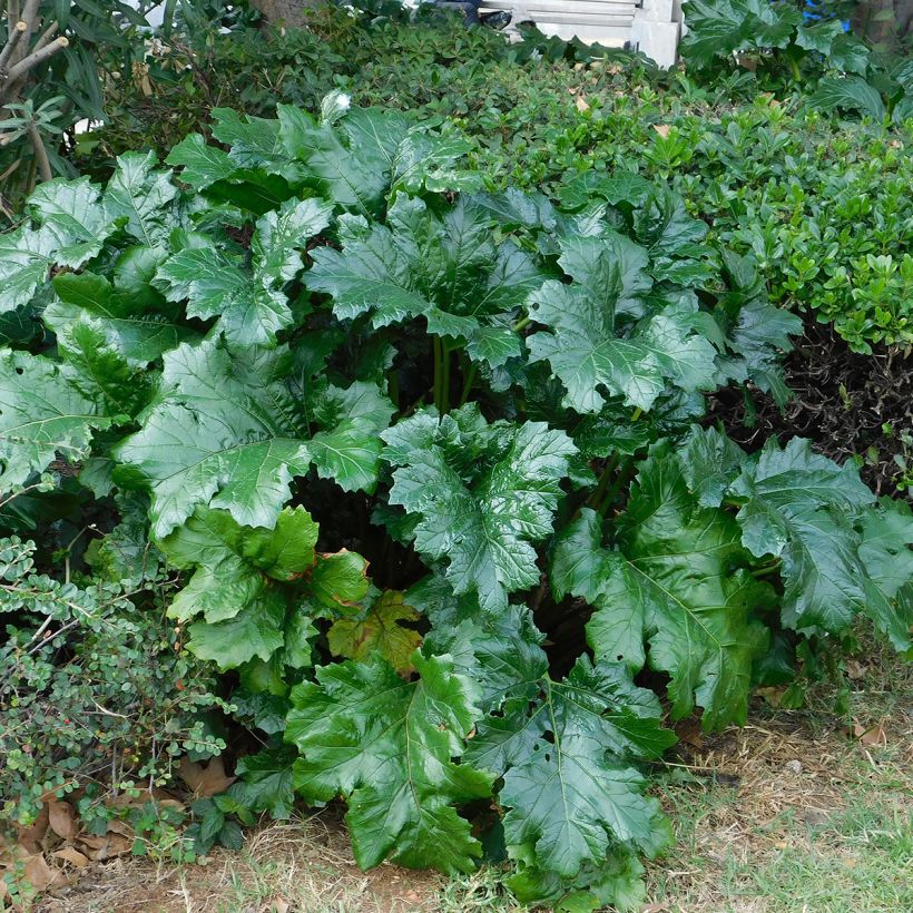 Acanthus mollis - Acanto (Fogliame)