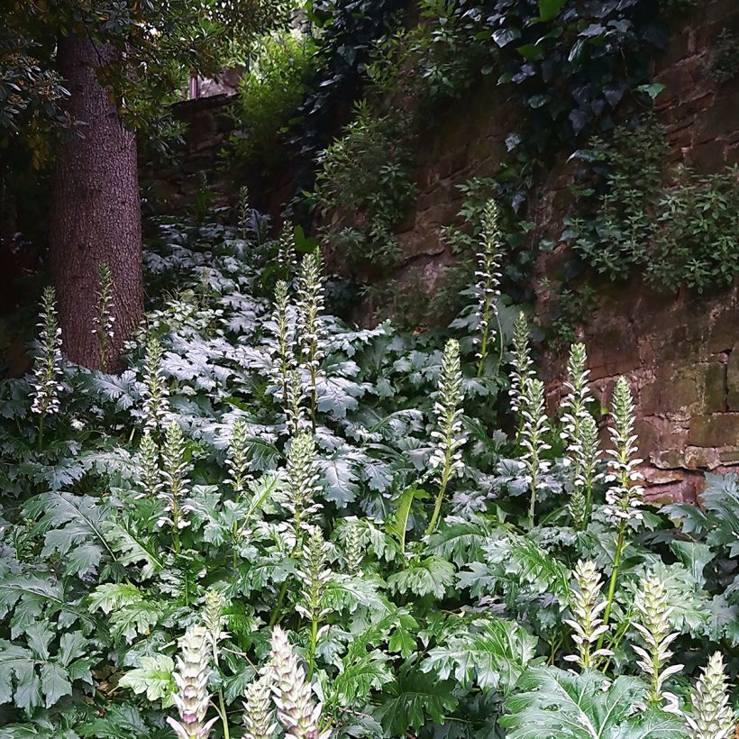 Acanthus mollis - Acanto (Porto)